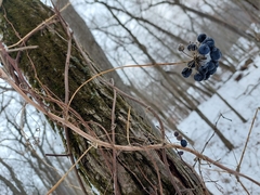 Smilax lasioneura