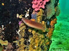 Austrolabrus maculatus