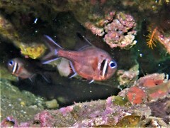 Trachichthys australis