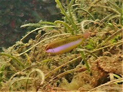 Halichoeres brownfieldi