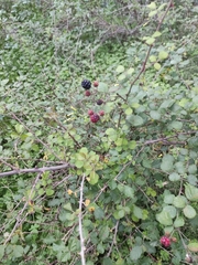 Rubus creticus