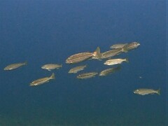 Helotes octolineatus