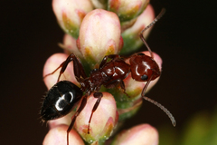 Camponotus lateralis