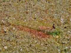 Nesogobius pulchellus