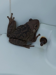 Osteopilus septentrionalis