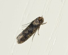 Niditinea fuscella