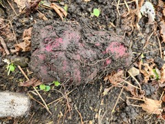 Dioscorea esculenta spinosa