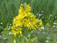 Lysimachia vulgaris