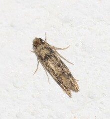 Niditinea fuscella