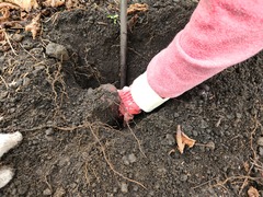 Dioscorea esculenta spinosa