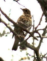 Turdus philomelos
