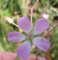 Geranium