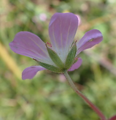 Geranium