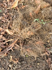 Dioscorea esculenta spinosa