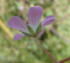 Geranium