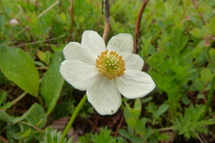 Anemonastrum