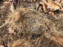 Dioscorea esculenta spinosa