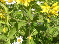 Lysimachia vulgaris