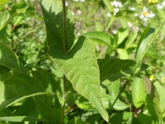 Lysimachia vulgaris