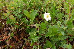 Anemonastrum