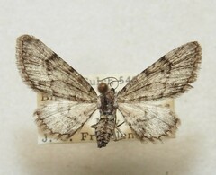 Eupithecia ornata
