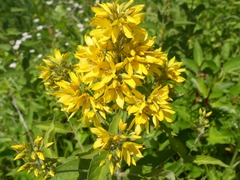 Lysimachia vulgaris