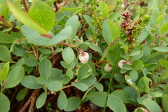 Vaccinium uliginosum