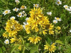 Lysimachia vulgaris