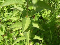 Lysimachia vulgaris