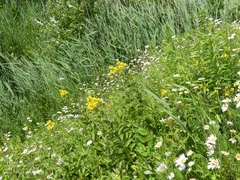 Lysimachia vulgaris