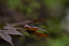 Bayadera brevicauda