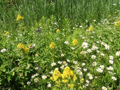 Lysimachia vulgaris