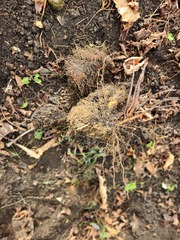 Dioscorea esculenta spinosa