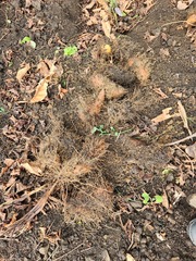 Dioscorea esculenta spinosa