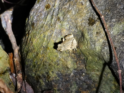 Lau's Leaf Litter Toad, Leptobrachella laui