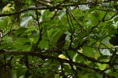 Liocichla steerii
