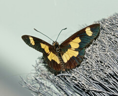 Acraea cabira