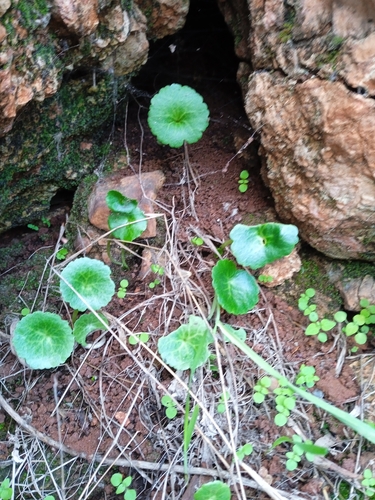 Umbilicus intermedius (Umbilicus intermedius)