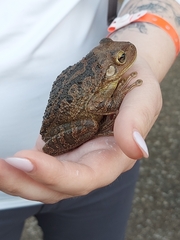Osteopilus septentrionalis