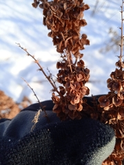 Rumex patientia