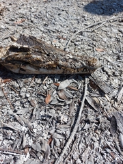 Crocodylus rhombifer