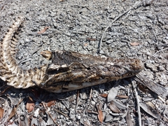 Crocodylus rhombifer