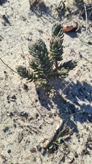 Petrosedum sediforme