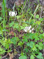 Trifolium clypeatum