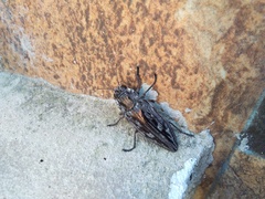 Chalcophora hondurasica