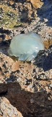 Catostylus tagi