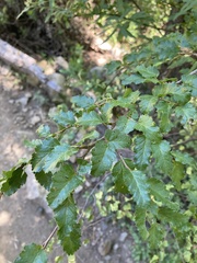 Nothofagus antarctica