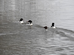 Mergus merganser