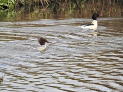 Mergus merganser