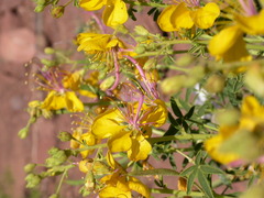 Cleome foliosa